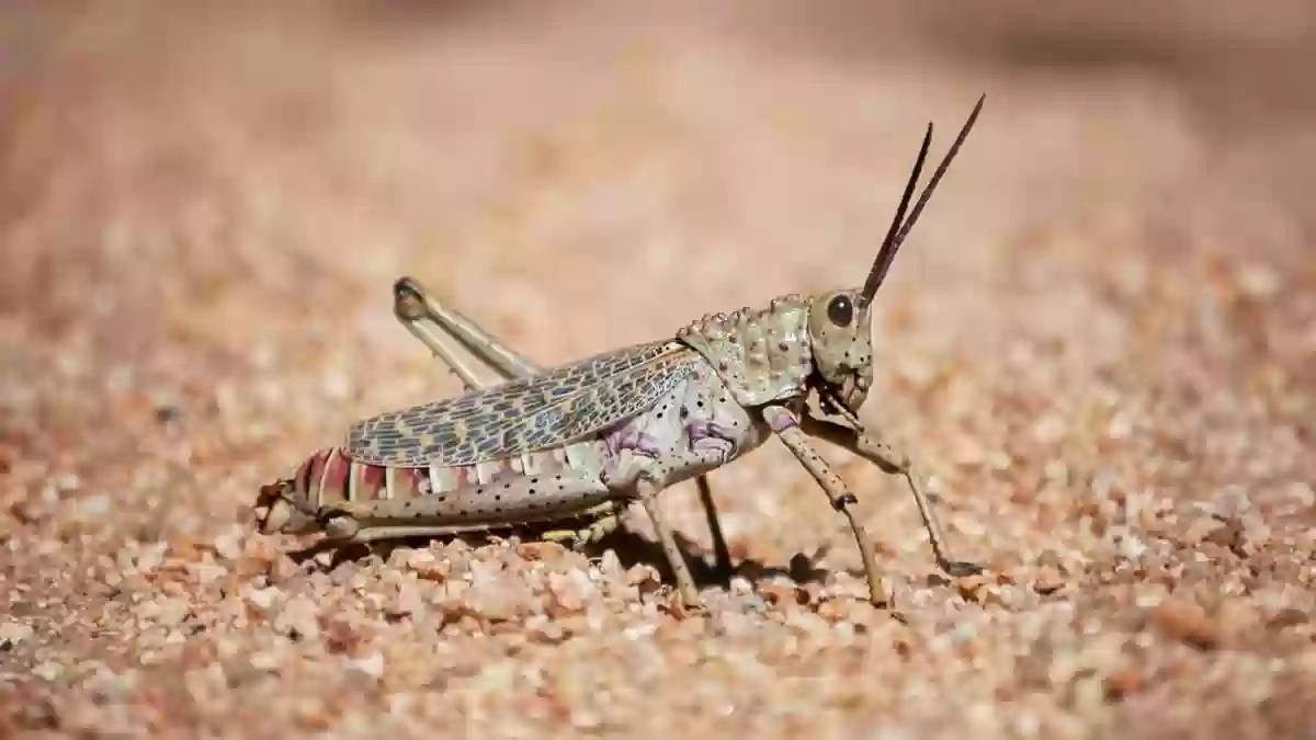 مواجهة خطر الجراد الصحراوي 